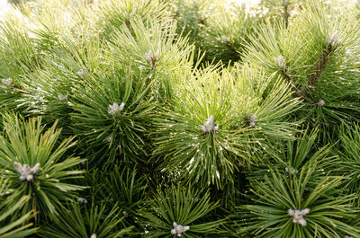 Full frame shot of pine tree