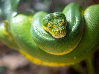 Emerald tree boa in terrarium