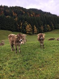 Cows grazing on field against sky