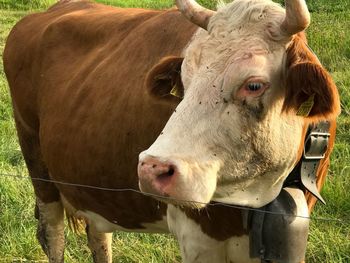 Close-up of cow on field