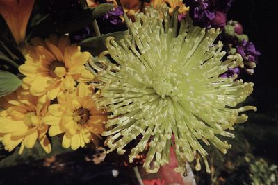 High angle view of yellow flowering plant