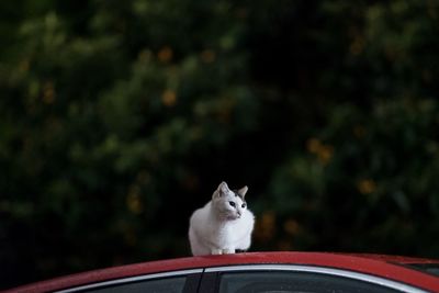 Cat sitting on car