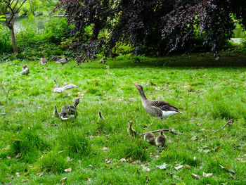 Flock of birds on field