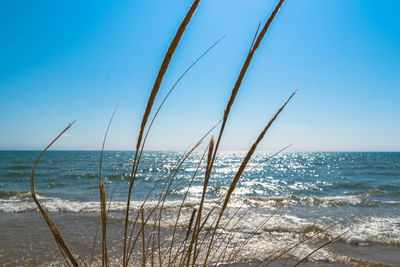 Scenic view of sea against clear blue sky