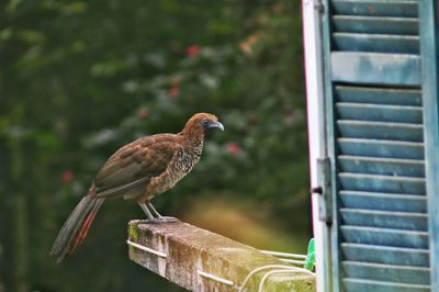 Close-up of sparrow perching outdoors