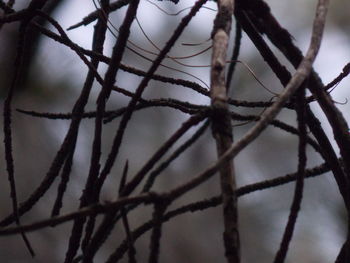 Close-up of bare tree branches during winter