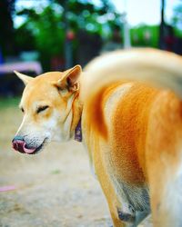 Close-up of dog sticking out tongue