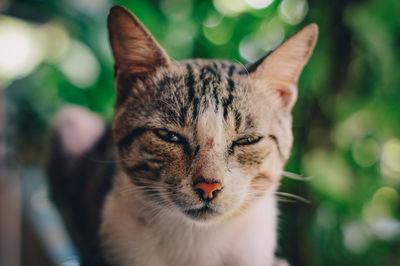 Close-up portrait of sleepy cat