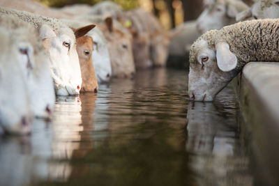 Close-up of sheeps drinking water at ranch