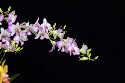 Close-up of flowers