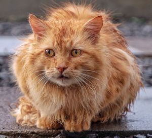 Portrait of ginger cat