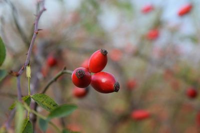 Close-up of red berries on tree