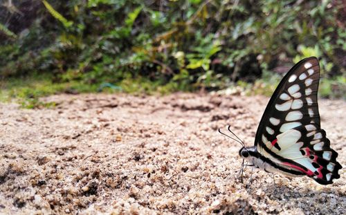 Close-up of butterfly on land