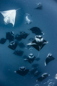 School of manta rays in baa atoll, maldives