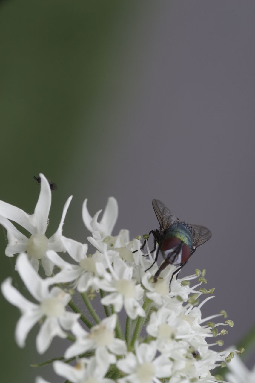 CLOSE-UP OF HONEY BEE ON PURPLE FLOWER