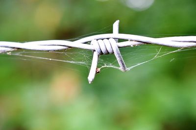 Close-up of spider on web