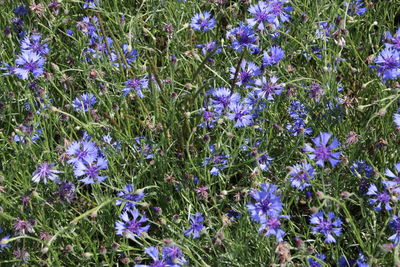 High angle view of purple flowering plants on field