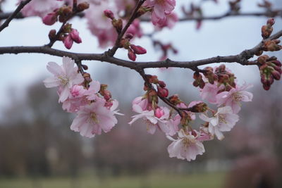 Close-up of pink cherry blossoms in spring