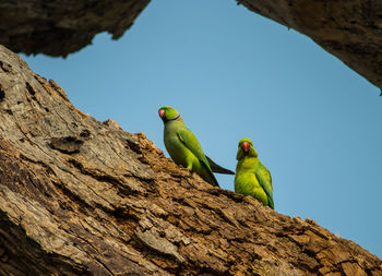 Low angle view of parrot perching on tree against clear blue sky