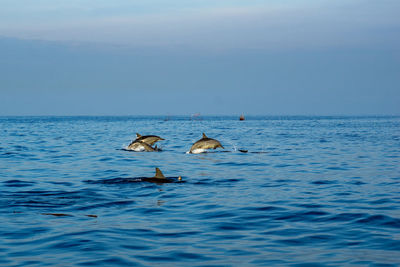 Dolphin play in open ocean morning at lovina beach, bali, indonesia.