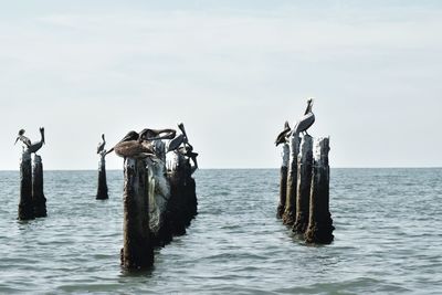 Birds perching on wooden posts in sea