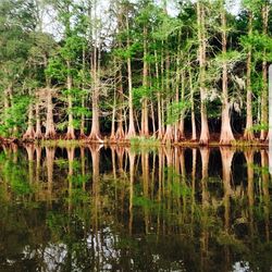 Reflection of trees on water in forest