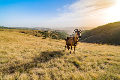 Horse in a field