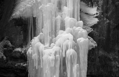 Close-up of icicles in forest