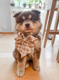 Portrait of dog on hardwood floor at home