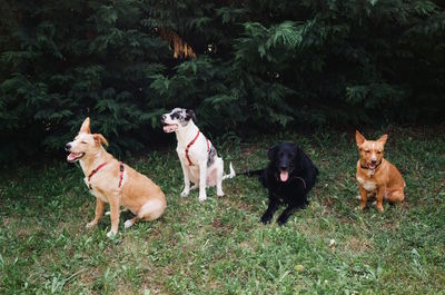 High angle view of dogs on field