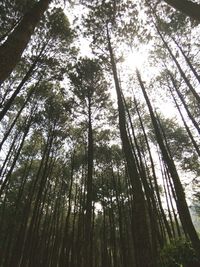 Low angle view of trees in forest