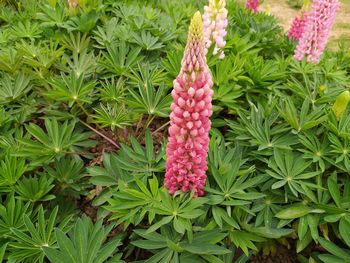 High angle view of pink flowering plant