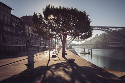 Trees in city against sky