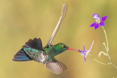 Close-up of hummingbird feeding on flower