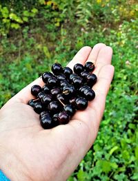 Close-up of hand holding berries