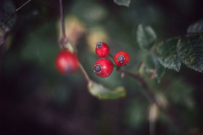 Close-up of red berries growing on tree