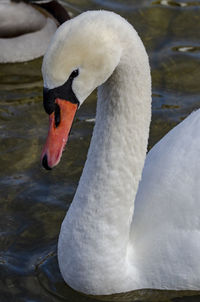 Close-up of swan in lake