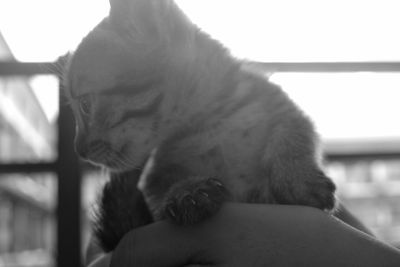 Close-up of cat looking at camera