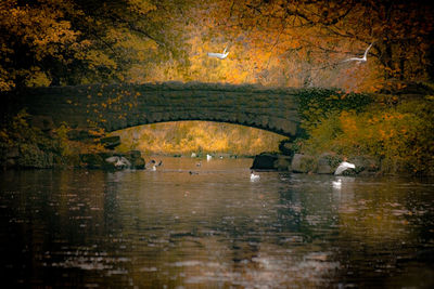 View of birds in lake