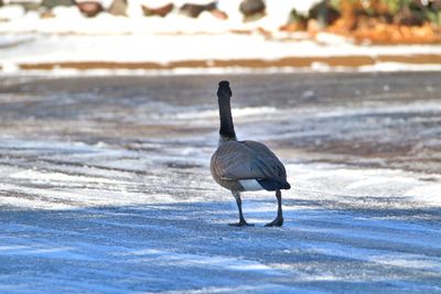 Bird on beach during winter