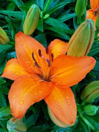 Close-up of wet orange flower