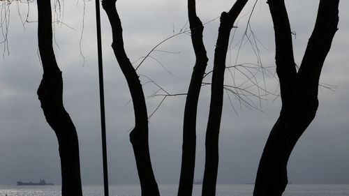 Close-up of silhouette tree by sea against sky