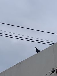 Low angle view of bird perching on cable against clear sky