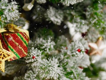 Close-up of christmas tree during winter