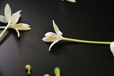 Close-up of white flowering plant against black background