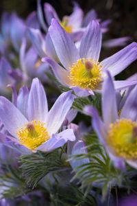 Close-up of purple crocus flowers