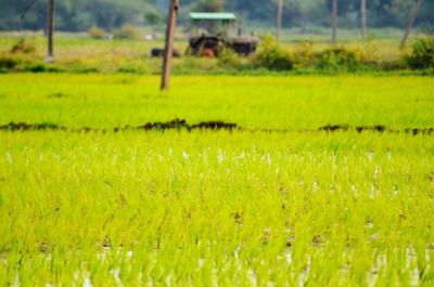 Scenic view of agricultural field