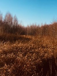 Plants on field against clear sky