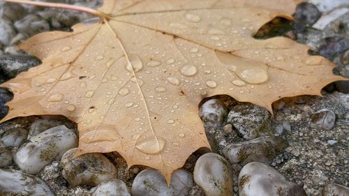 High angle view of wet maple leaf on pebbles