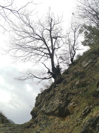 Low angle view of bare tree against sky